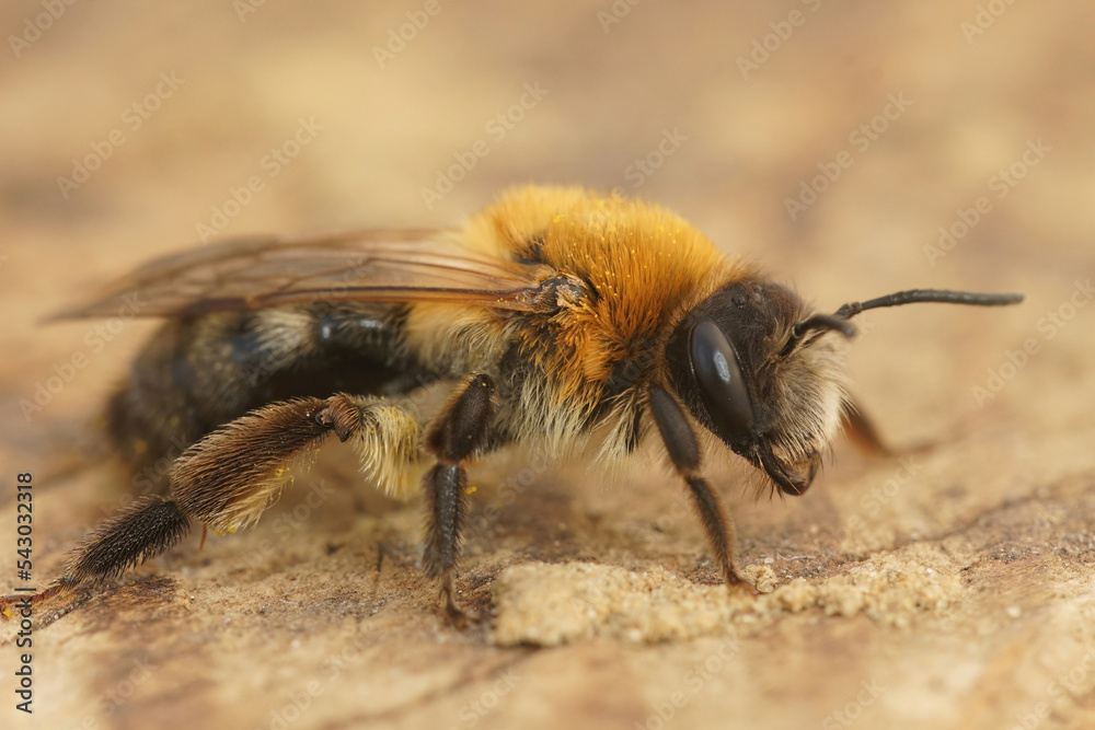 Detailed closeup on a furry brown female grey-patched mining bee, Andrena nitida Detailed closeup on a furry brown female grey-patched mining bee, Andrena nitida