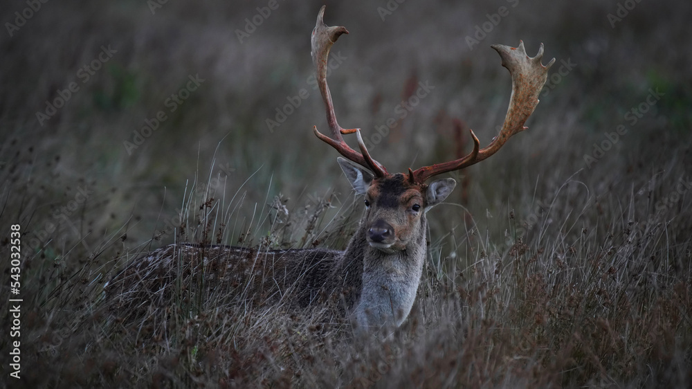 Fototapeta premium Damhirsch in der Morgendämmerung (fallow deer)