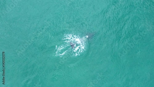 Family orca floats in the sea.