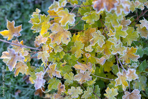 Autumn morning hoar frost on leaves and flowers. Abstract seasonal and weather concept image