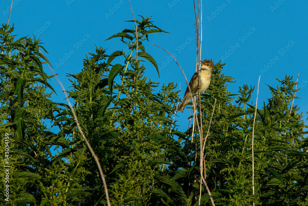 Fototapeta premium squirrel on a branch