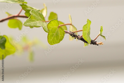 Insect pests, aphid, on the shoots and fruits of plants, Spider mite on flowers. Pepper attacked by malicious insects. High quality photo. photo