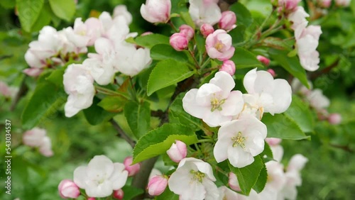 Apple tree branch with pink flowers close-up. Blooming apple tree in spring