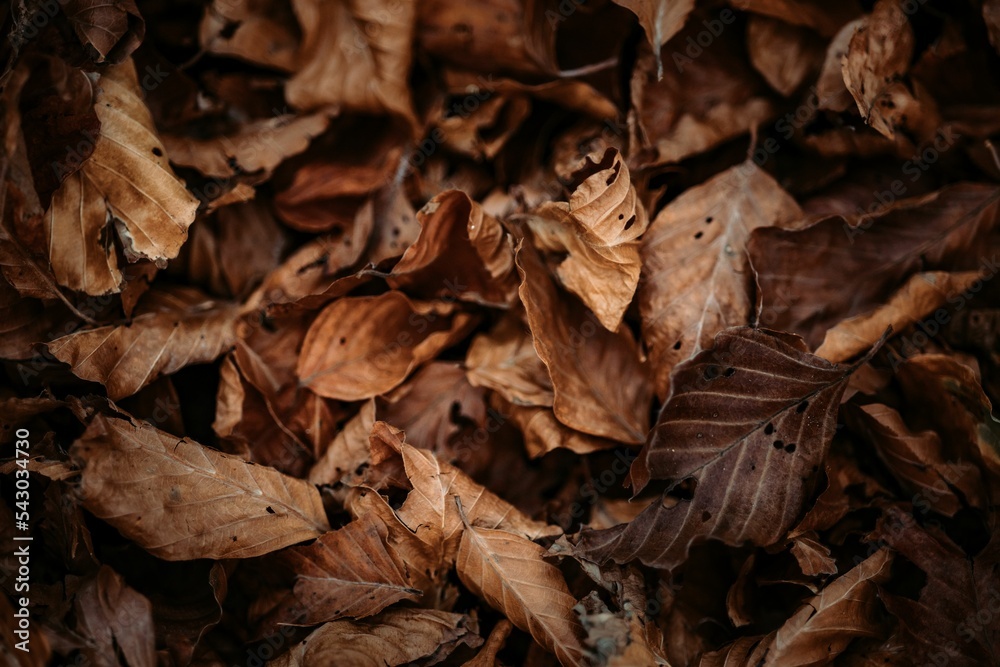 Obraz premium Closeup of dried brown leaves on the ground in autumn in Abruzzo National Park, Italy