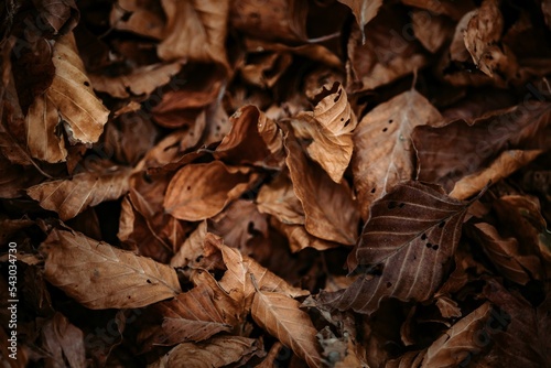 Closeup of dried brown leaves on the ground in autumn in Abruzzo National Park, Italy