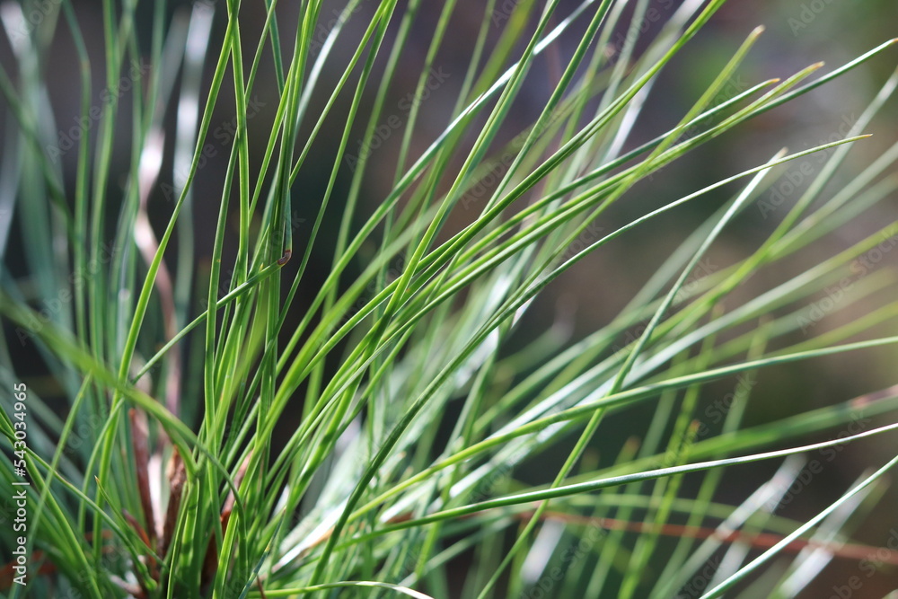 Naklejka premium Pine needles close up
