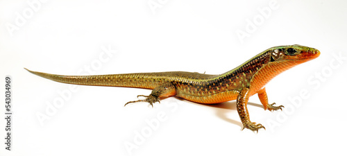 Madagaskar-Ringel-Schildechse    Madagascar girdled lizard  Zonosaurus madagascariensis 