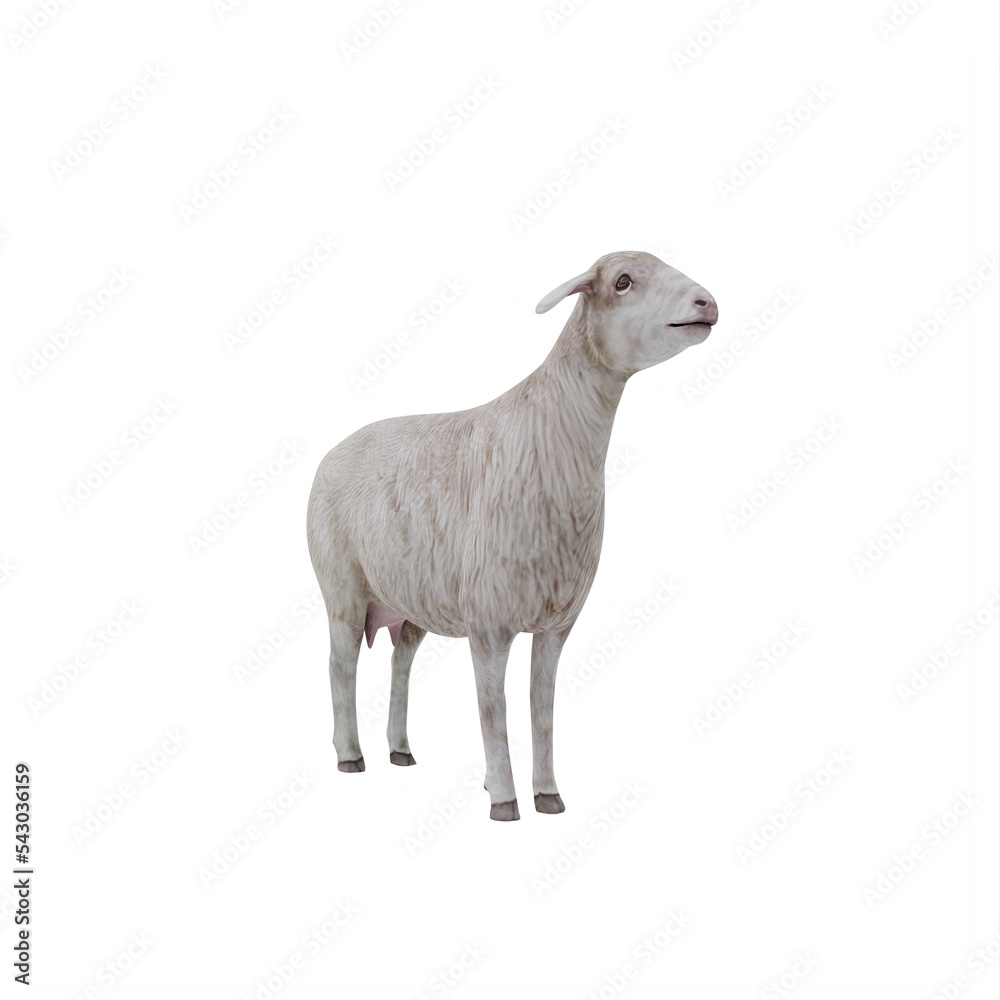 Sheep isolated Sheep isolated