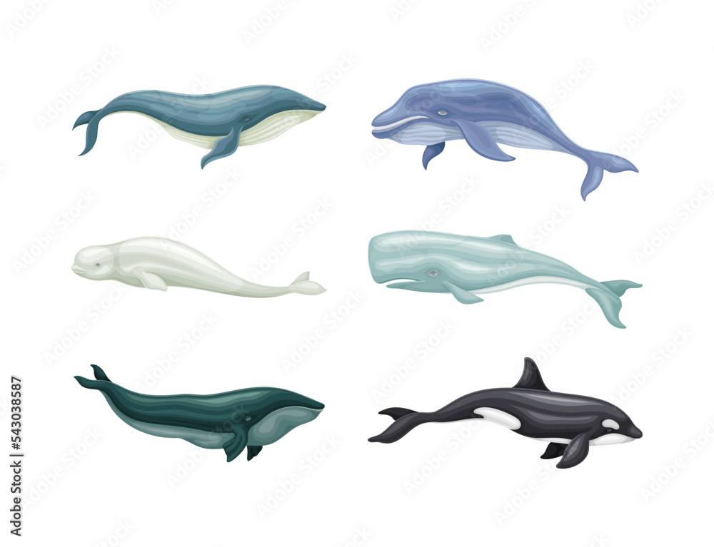 Sea mammal animals set. Whale, orca, beluga, dolphin and cachalot marine inhabitants vector illustration Sea mammal animals set. Whale, orca, beluga, dolphin and cachalot marine inhabitants vector illustration
