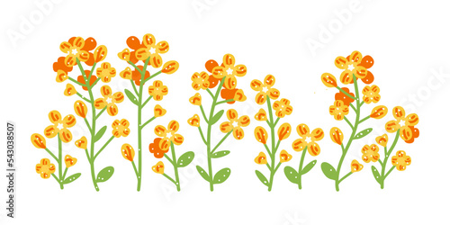 Flower rapeseed. All objects are isolated. Yellow cartoon canola branch, greeting card template, invitations, design element, horizontal banner.