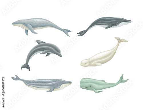 Sea mammal animals set. Whale, killer whale, dolphin, beluga and cachalot marine inhabitants vector illustration