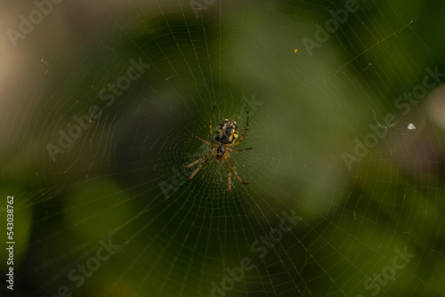 Macro shot of cobweb texture with spider in center. Arachnid hunter weaving a silk web trap. Detailed view of spiderwebs in an outdoor garden. Spider in a web on a blurred natural green background.