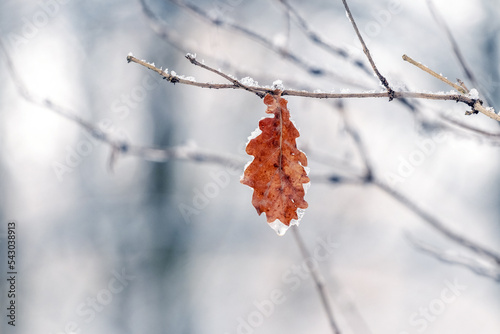 Covered with snow and ice, a dry oak leaf in the forest on a tree