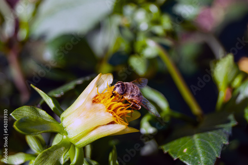 Close-up of a striped bee-eater collecting nectar from a small yellow flower.