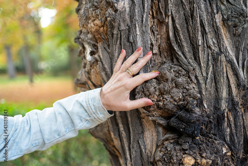 Woman's hand touching a very old tree trunk with a bark full of grooves.