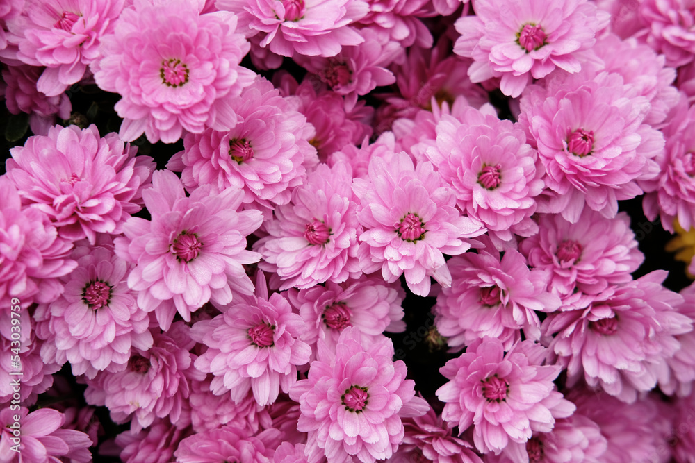 close up of pink chrysanthemum flowers - color backgrpound close up of pink chrysanthemum flowers - color backgrpound