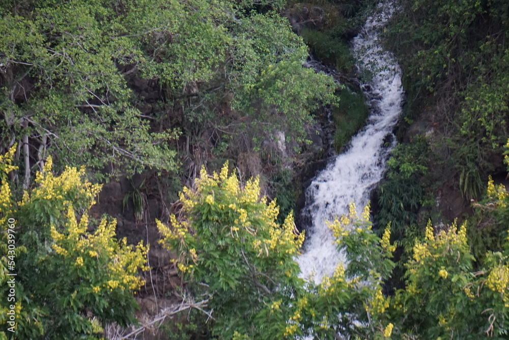 waterfall in the mountains of the bassin Cormorant on the tropical island of La Réunion, France with yellow blooming flowers on trees waterfall in the mountains of the bassin Cormorant on the tropical island of La Réunion, France with yellow blooming flowers on trees