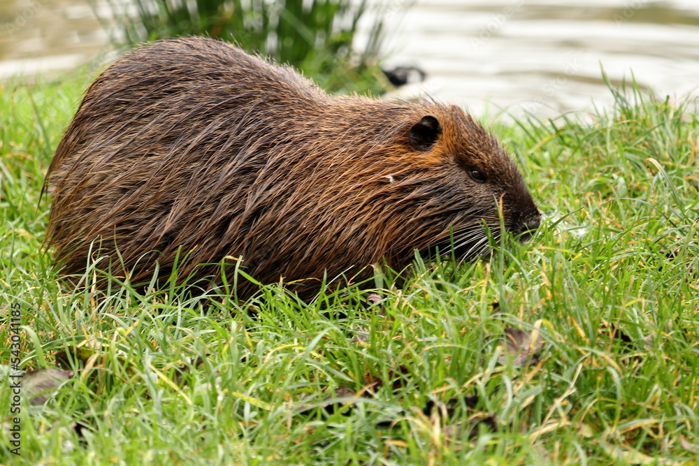 Nutria (Myocastor coypus) in the grass on the bank of the pond. Side view of a rodent.
