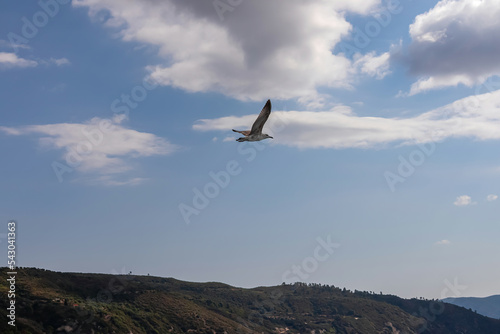 White seagull flying along the coastline of peninsula Athos  Chalkidiki  Central Macedonia  Greece  Europe. View on holy Eastern Orthodox terrain of Mount Athos  Again Oros . Freedom bird blue sky