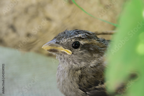 Macro shot of small fluffy sparrow with dirty beak in cobweb. Fledged brown nestling of house sparrow on nature background on summer day. A detailed shot of the beak, feathers and eye of a baby bird.