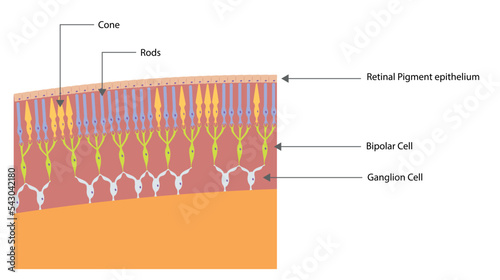 Photoreceptor cells illustration. photoreceptor cells located in the human eye.