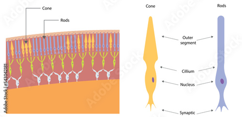 Photoreceptor cells illustration. photoreceptor cells located in the human eye.