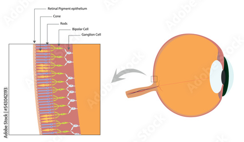 Photoreceptor cells illustration. photoreceptor cells located in the human eye.