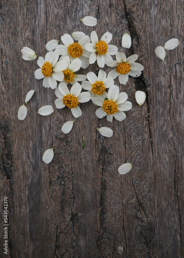 Obraz premium white flowers on wooden background