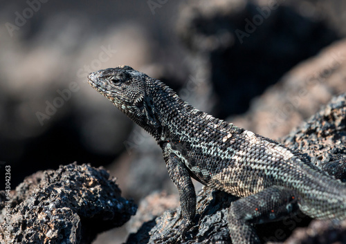 male lava lizard, Fernandina, Galapagos photo