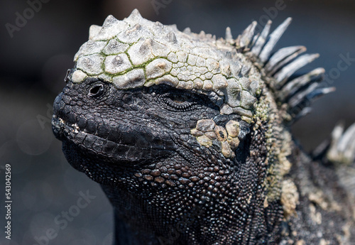 Fotografie marine iguana portrait, Fernandina, Galapagos