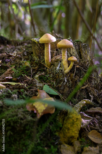 Three mushrooms or toadstools on a tree stump in autumn, close up
