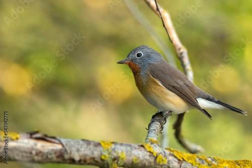Red-breasted flycatcher or Ficedula parva on a tree branch © Yakov