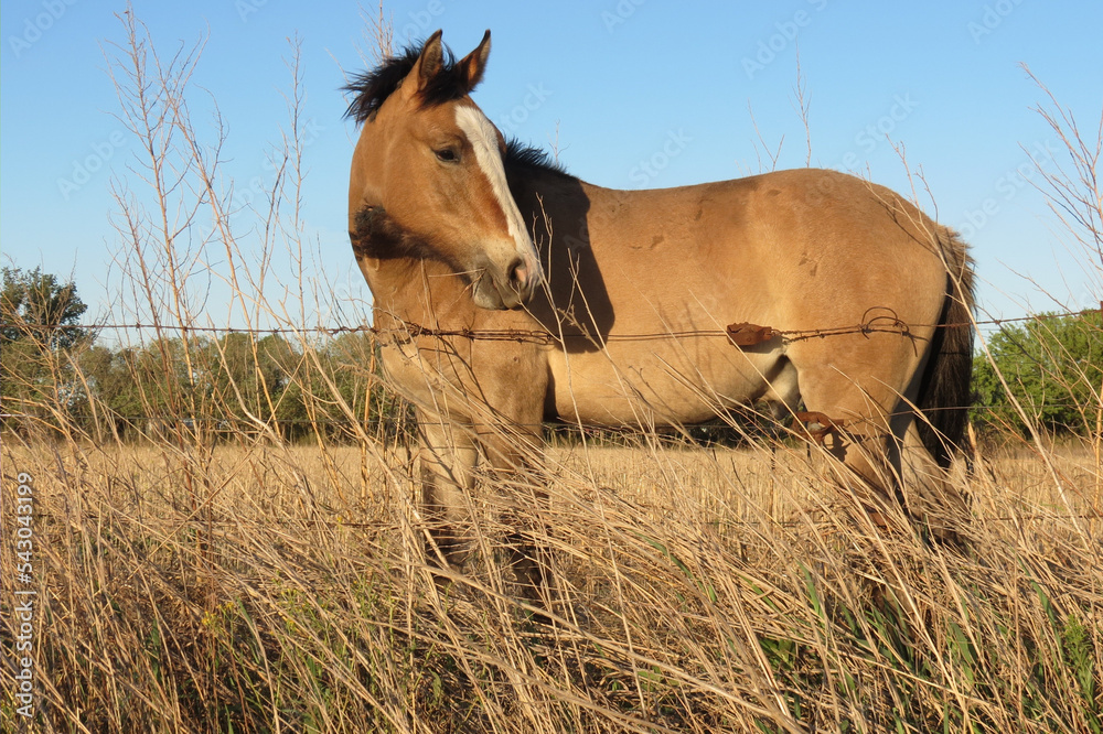 Obraz premium Caballo campestre.