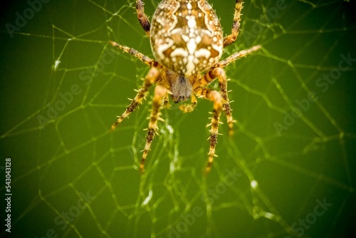 Garden Spider // Kreuzspinne Makro