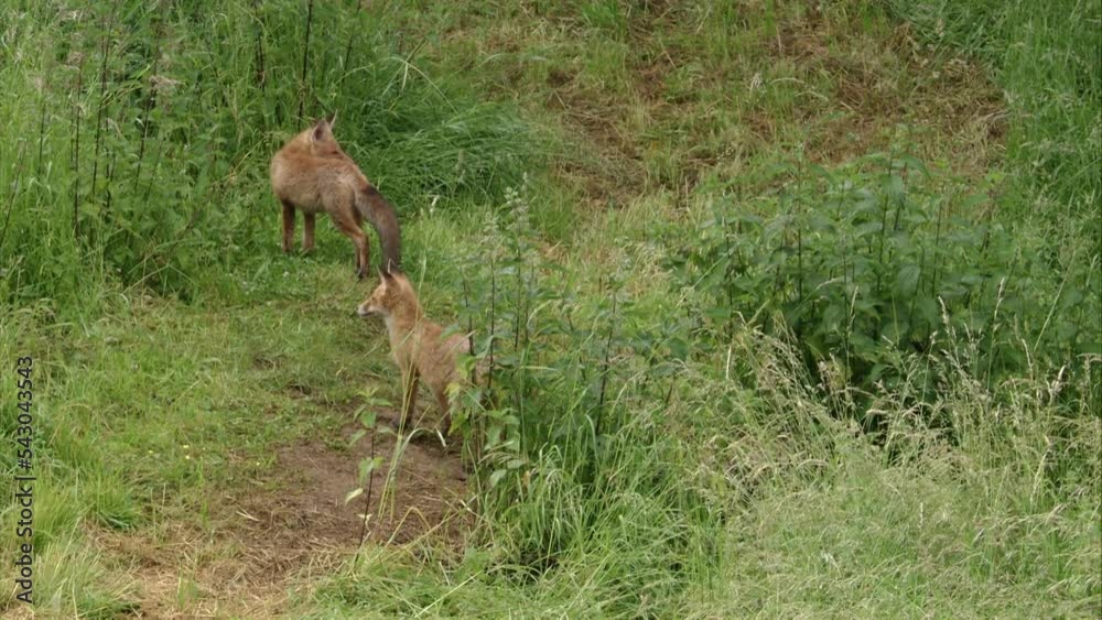 two young foxes in the tall grass two young foxes in the tall grass