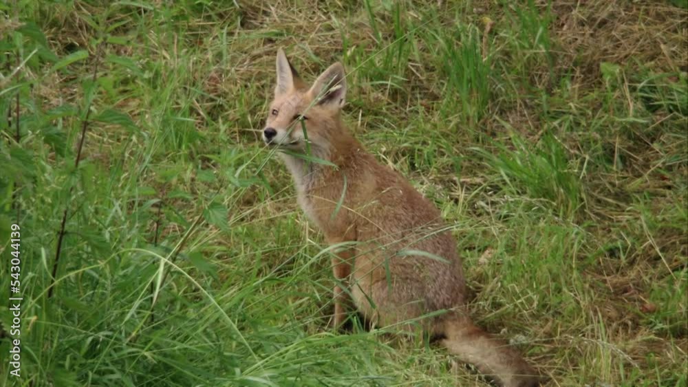Young fox in the grass