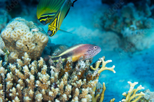 Coralfish