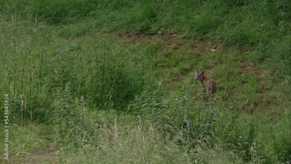 two young foxes in high grass