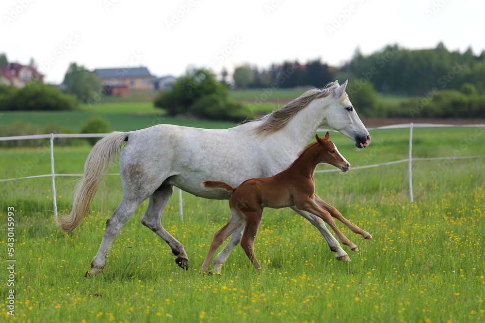 Obraz premium a beautiful chestnut foal and a gray mare galloping in a green meadow against the blue sky with white clouds and the castle with towers