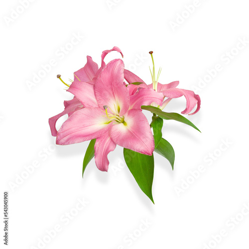 Lily flowers. Pink lilies. Flowers are isolated on a white background