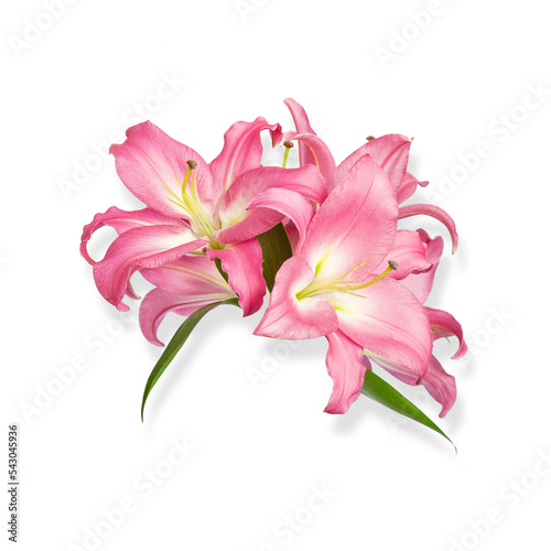 Lily flowers. Pink lilies. Beautiful flowers isolated on white