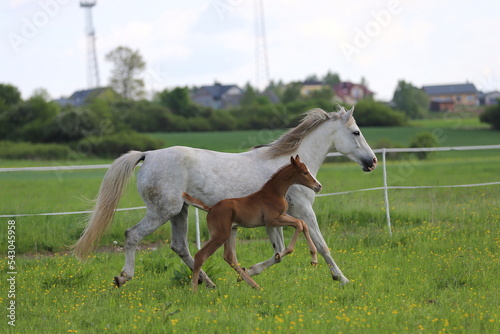 a beautiful chestnut foal and a gray mare galloping in a green meadow © Daria
