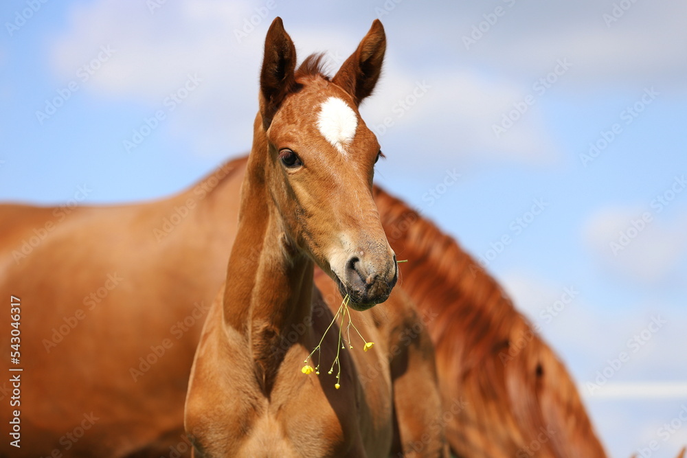 chestnut foal with star holds a flower in its mouth against the background of mare and the sky chestnut foal with star holds a flower in its mouth against the background of mare and the sky