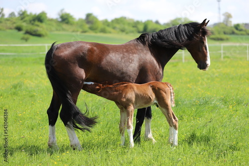 Foto beautiful chestnut foal with blaze drinking milk from a bay mare on the backgrou