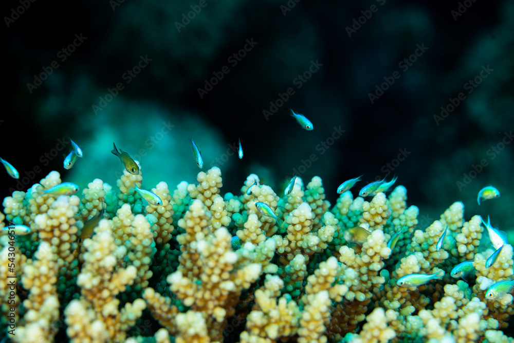 Obraz premium coral reef with fish