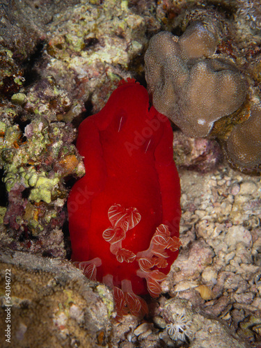 spanish dancer photo