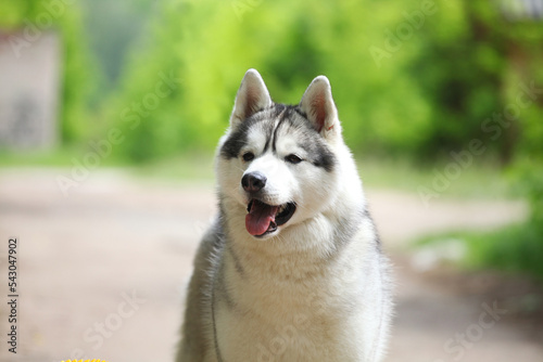 Beautiful gray siberian husky puppy in the park