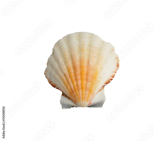 Seashell isolated