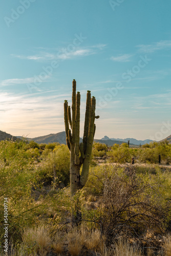 cactus in the desert © Jeremy Alford