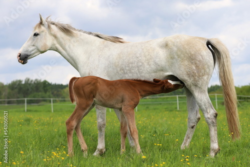 beautiful chestnut foal with blaze drinking milk from a gray mare on the background of a green meadow